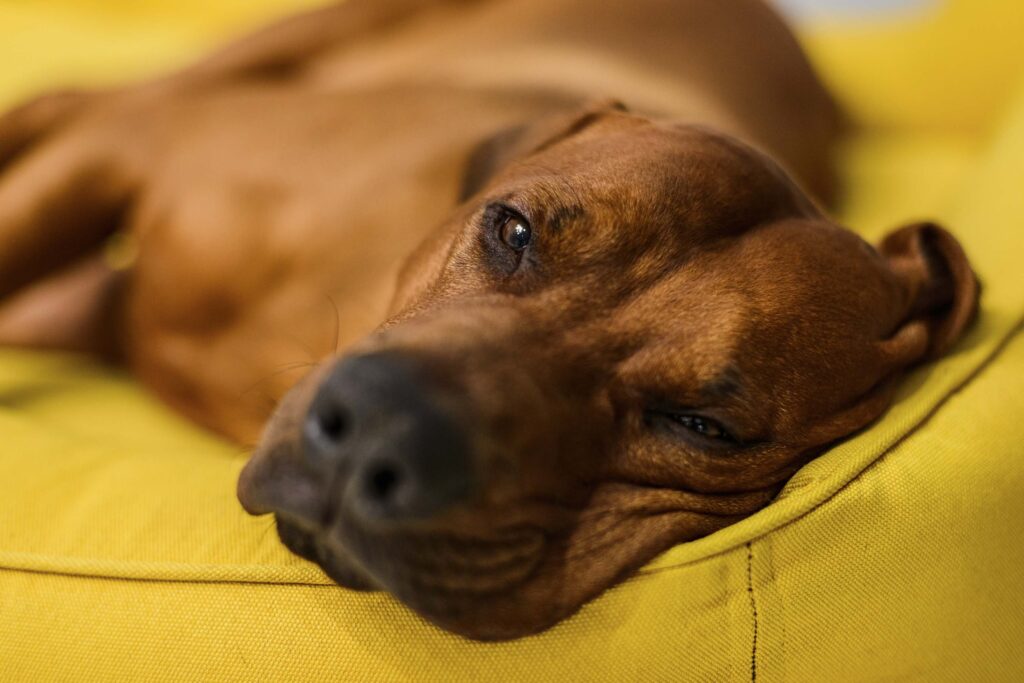 sleepy Rhodesian Ridgeback dog having rest on yellow dog bed