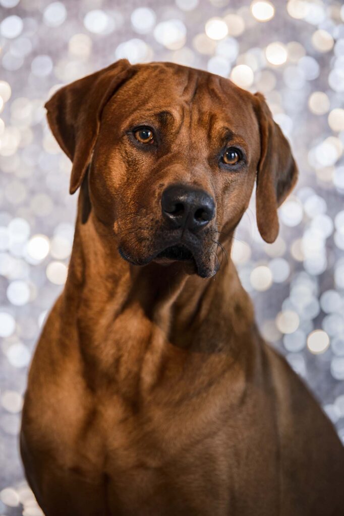 adorable Rhodesian Ridgeback dog on shiny festive background